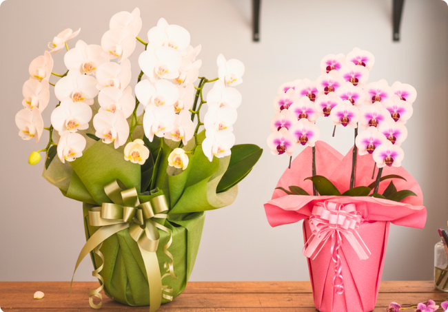 胡蝶蘭ラッピング